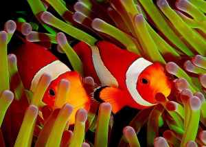 Clownfish_in_Green_Anemone