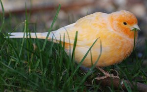 Orange_Canary__by_Etinogard